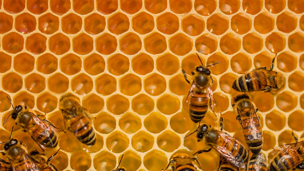 Close up of honeycomb and several bees