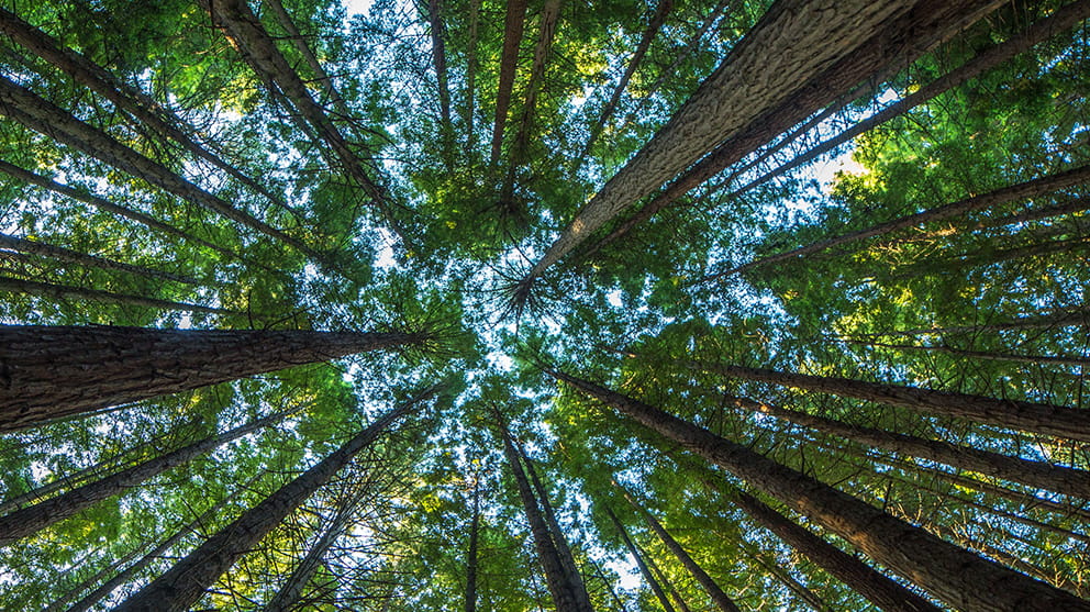 Looking up from the ground into a canopy of tall, green trees with blue sky beyond