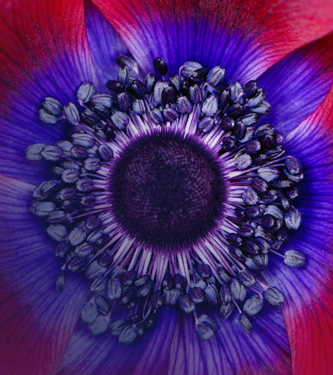 MENA Venture Law Guide 2025