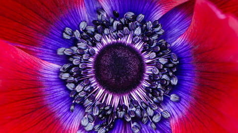 MENA Venture Capital Guide 2025