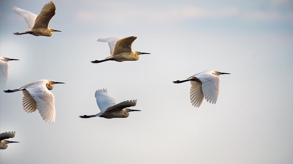 Leadership Concepts - birds flying in formation