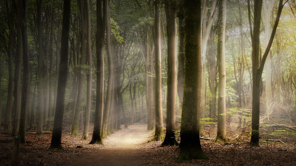 Glass.Mapper.Sc.Fields.Image?.Alt