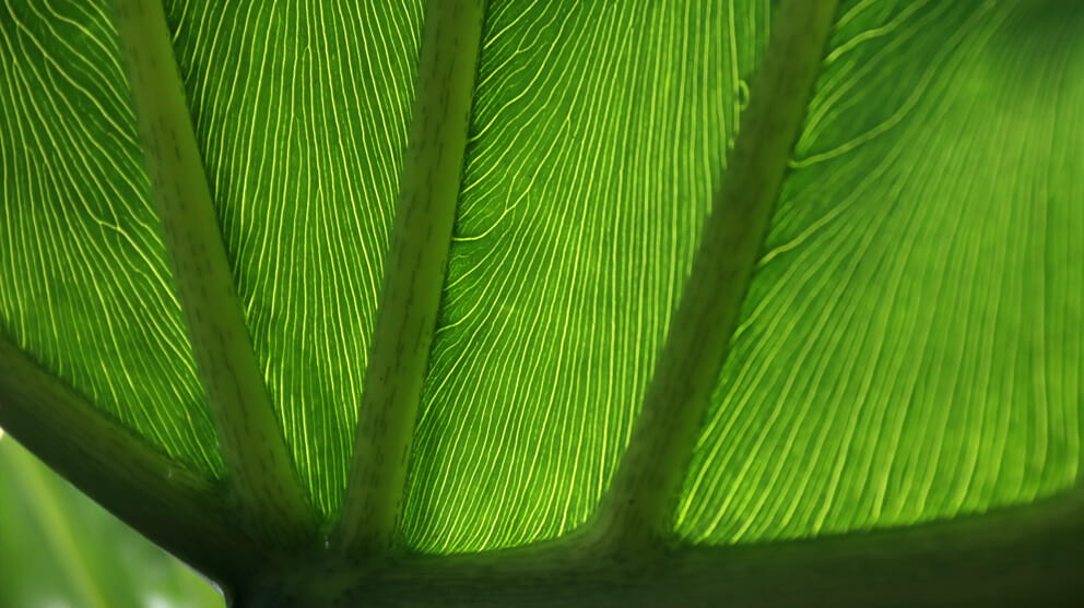 /Taylor Wessing/Images/Search Result Thumbnails/Insights News and Event/Services/Environmental planning and regulatory/GI-1085137796_Close-up of a tropical leaf
