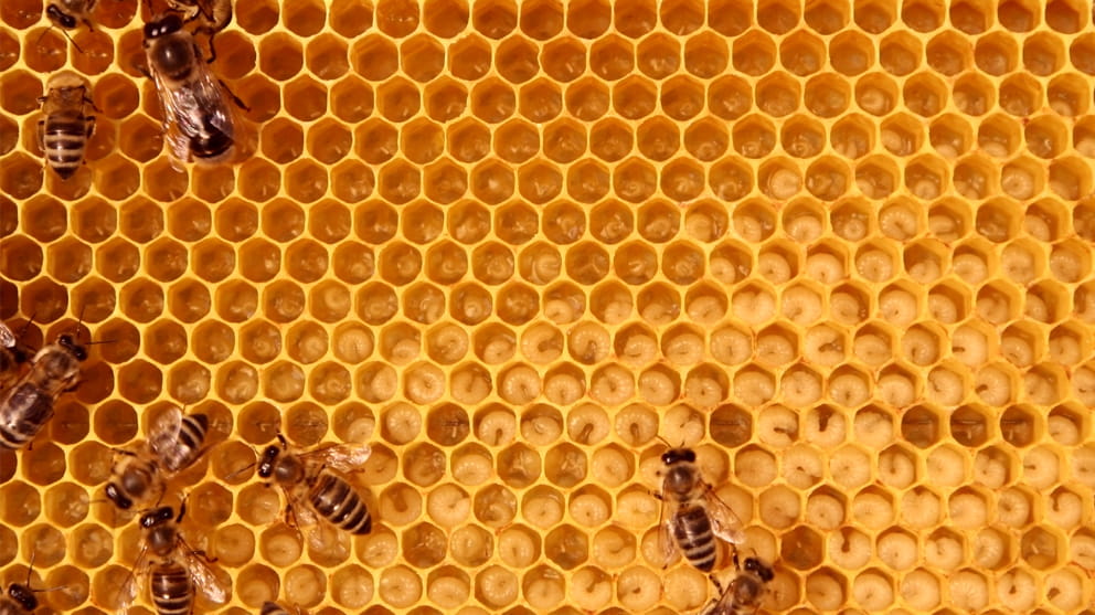 Glass.Mapper.Sc.Fields.Image?.Alt