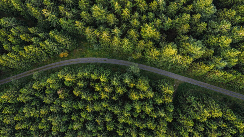 Aerial View Of Road Amidst Trees