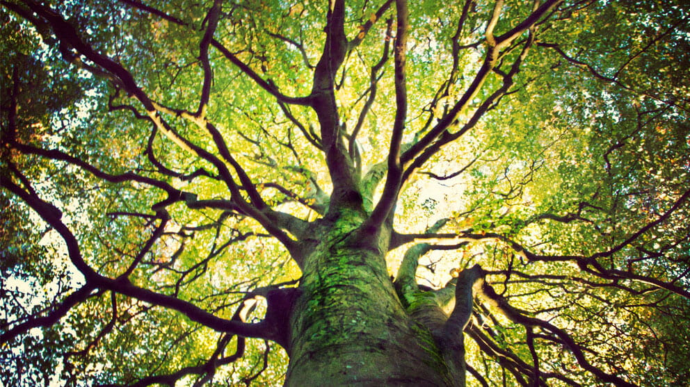 Glass.Mapper.Sc.Fields.Image?.Alt